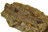 Serrated, Tyrannosaur Tooth In Rock With Bones - Montana #113348-6
